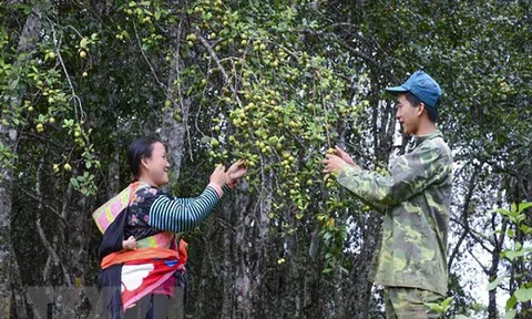 Trải nghiệm mùa táo mèo trên đỉnh đèo Pha Đin