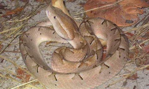 Mải đuổi theo ếch, bé trai bị rắn độc cắn không cầm được máu