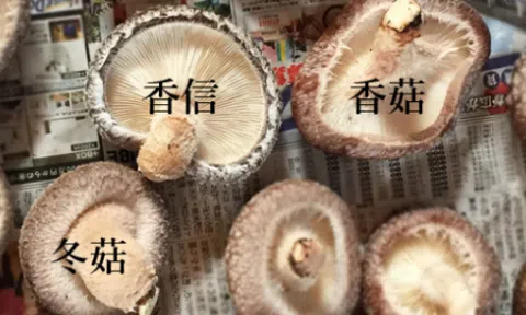 Nấm hương Nhật giá gấp 20 lần đổ về Việt Nam