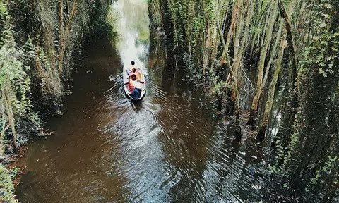 Rủ nhau về Long An dạo chơi rừng tràm Tân Lập xanh mướt