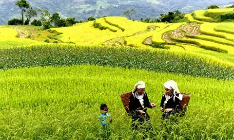 \'Thả hồn\' vào những sóng lúa vàng óng trong lễ hội ruộng bậc thang Hồng Thái 2018