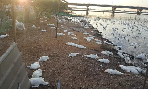 Huế: Vịt chết bất thường hàng loạt, người dân điêu đứng