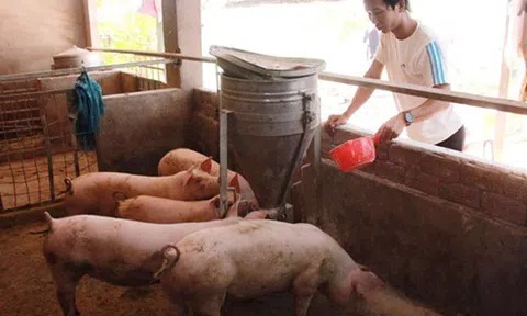 Đắk Lắk: Hơn 500 giáo viên buộc thôi việc lao đao tìm kế mưu sinh 