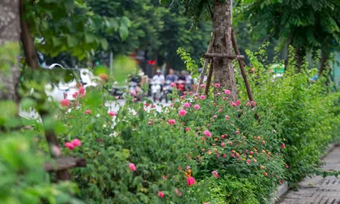 Hà Nội bỗng xuất hiện \'con đường hoa hồng\' tuyệt đẹp