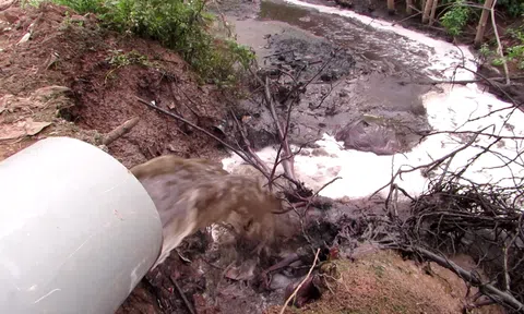 Long An: Phát hiện lò mổ gia súc xả nước thải chưa qua xử lý ra môi trường