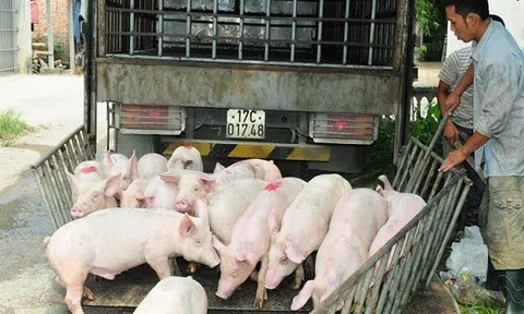 Giá heo hơi hôm nay 17/8: Miền Bắc ảnh hưởng do bão