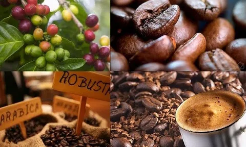 Giá cà phê hôm nay 18/8: Cao nhất chỉ 34.400 đồng/kg