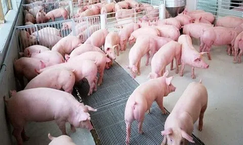 Giá heo hơi hôm nay 18/8: Hai miền Bắc – Trung biến động trái chiều