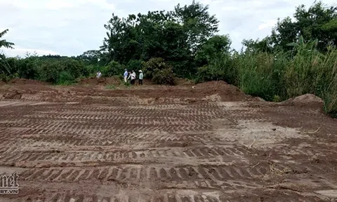 Chết lặng nhìn vườn nhãn rộng 3.000m2 ven sông Hồng bị kẻ xấu san phẳng 