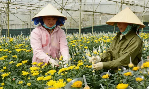 Hoa cúc Đà Lạt đã tăng giá gấp đôi dù chưa tới Rằm tháng 7