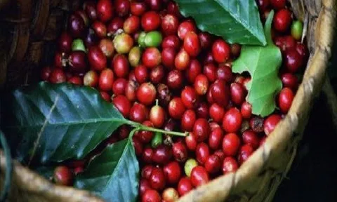 Giá cà phê hôm nay 19/8: Lao dốc xuống mức thấp kỷ lục