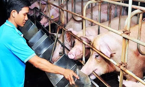 Giá heo hơi hôm nay 19/8: Trượt dốc không phanh