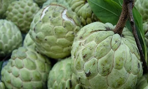 Na bở `thất sủng` trở thành hàng hiếm được các bà nội trợ chọn mua