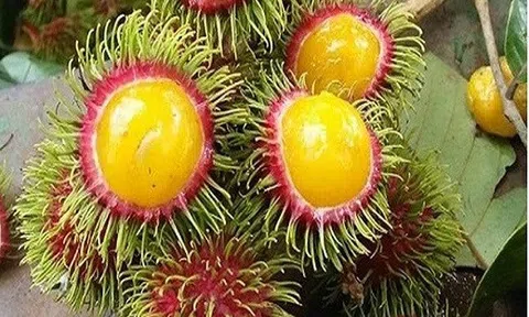 Thị trường tiêu dùng Hà Nội `sốt` với chôm chôm ruột vàng 