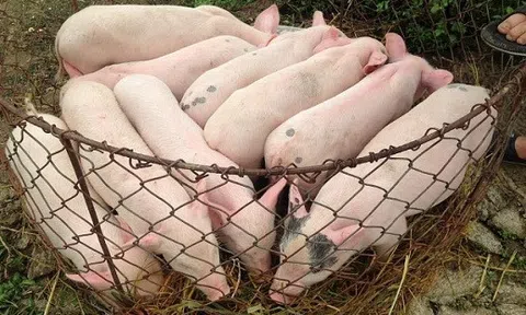 Giá heo hơi hôm nay 21/8: Cả nước đồng loạt giảm sâu