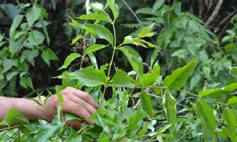 Bắt tạm giam người vợ nhẫn tâm cho lá ngón vào canh đầu độc chồng