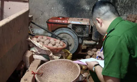 Bắt quả tang cơ sở `phù phép` khoai tây Trung Quốc thành khoai tây Đà Lạt