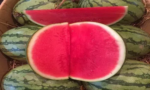 Dưa hấu không hạt đỏ au trở thành mặt hàng siêu hot của các bà nội trợ Hà Thành