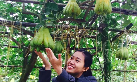 Mãn nhãn vườn Phật thủ đẹp như mơ giữa lòng Hà Nội