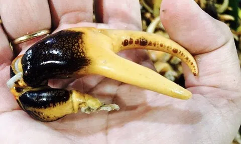 Đặc sản càng cua đồng miền Tây với giá cao ngất trời tại thị trường Hà Nội