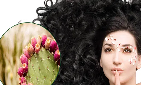 Tóc chắc khỏe khỏi lo gãy rụng với nước ép xương rồng