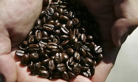 Giá cà phê hôm nay 23/8: Vẫn tiếp tục giảm