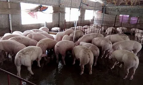 Giá heo hơi hôm nay 24/8: Thị trường ít biến động