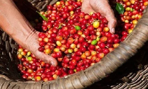Giá cà phê hôm nay 25/8: Nhích tăng sau phiên trượt dốc thảm hại