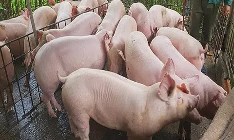 Giá heo hơi hôm nay 26/8: Tăng nhẹ ở miền Nam