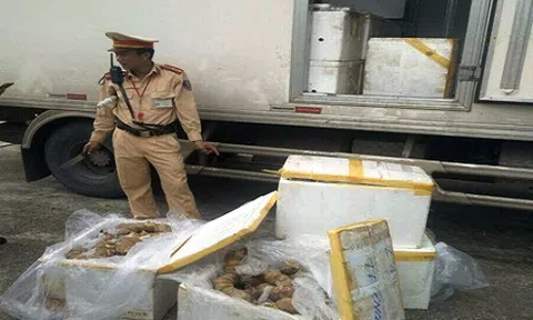 Thanh Hóa: Thu giữ hơn 3 tạ nội tạng bò thối đang trên đường vận chuyển đi tiêu thụ