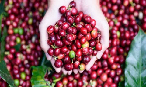 Giá cà phê 27/8: Giá thấp chạm đáy, người dân lao đao