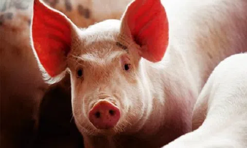 Giá heo hơi hôm nay 27/8: Ổn định sau nhiều ngày biến động liên tục
