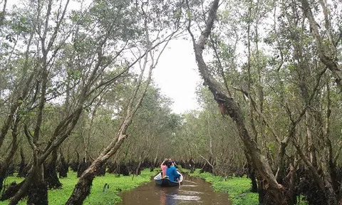 Về rừng tràm Trà Sư ngắm thiên nhiên tươi mát xanh rờn