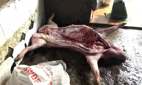 Bắt quả tang lò mổ mua lợn chết, nhiễm bệnh về xẻ thịt bán ở Đồng Nai