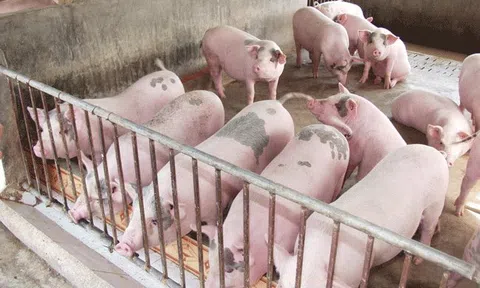 Giá heo hơi hôm nay 28/8: Biến động thất thường