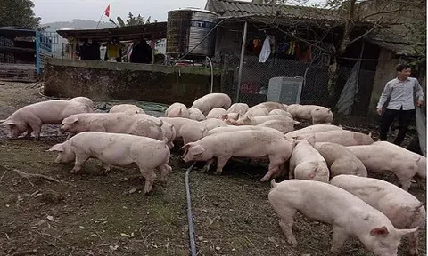 Giá heo hơi hôm nay 29/8: Miền Bắc tăng, miền Trung giảm