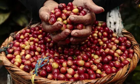 Giá cà phê hôm nay 30/8: Giá thấp, chưa thấy dấu hiệu phục hồi
