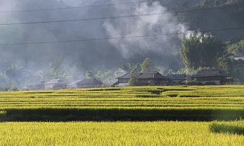 Về cao nguyên Ngọc Chiến chiêm ngưỡng cánh đồng lúa nếp chín vàng rực 