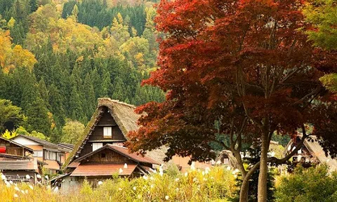 Ghé xứ sở mặt trời mọc nhất định phải ngắm cho đã mắt làng cổ Shirakawa và Gokayama