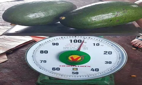 Bơ khổng lồ 400 nghìn đồng/quả, 6 người ăn vẫn đủ \'sốt\' thị trường Việt