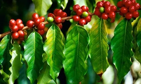 Giá cà phê hôm nay 31/8: Vừa tăng lại có nguy cơ giảm