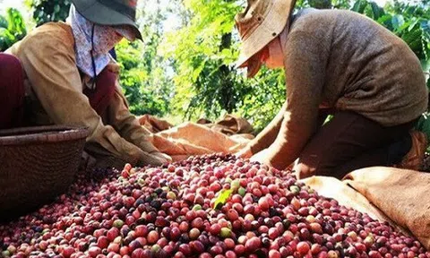Giá cà phê hôm nay 1/9: Kiệt sức trong đà giảm