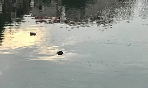 Hà Nội: Bàng hoàng phát hiện thi thể một người đàn ông nổi trên mặt hồ