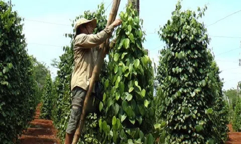 Giá tiêu ngày càng thấp và có nguy cơ mất vị trí số một trên thị trường thế giới