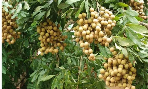 Những khu vườn 1.200 tỷ, một mùa bội thu chưa từng có