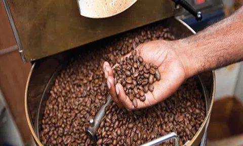 Giá cà phê hôm nay 3/9: Xuống dưới 33 nghìn đồng/kg