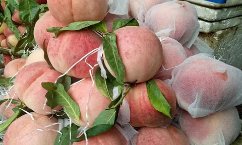 Sự thật đào tiên khổng lồ mới xuất hiện: 1kg/quả, giá chỉ 10.000 đồng