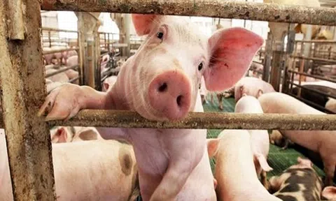 Giá heo hơi hôm nay 4/9: ‘Hạ nhiệt’ ngày đầu tuần