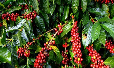 Giá cà phê hôm nay 5/9: Đứng trước nguy cơ khủng hoảng