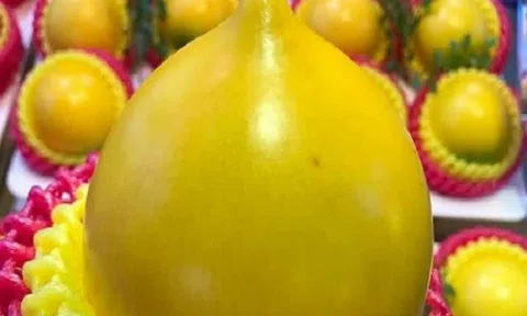 Vú sữa vàng Đài Loan có giá cao ngất 900.000 đồng một kg vẫn bán đắt khách